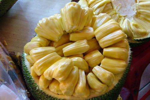 松茸是野生的还是人工种的