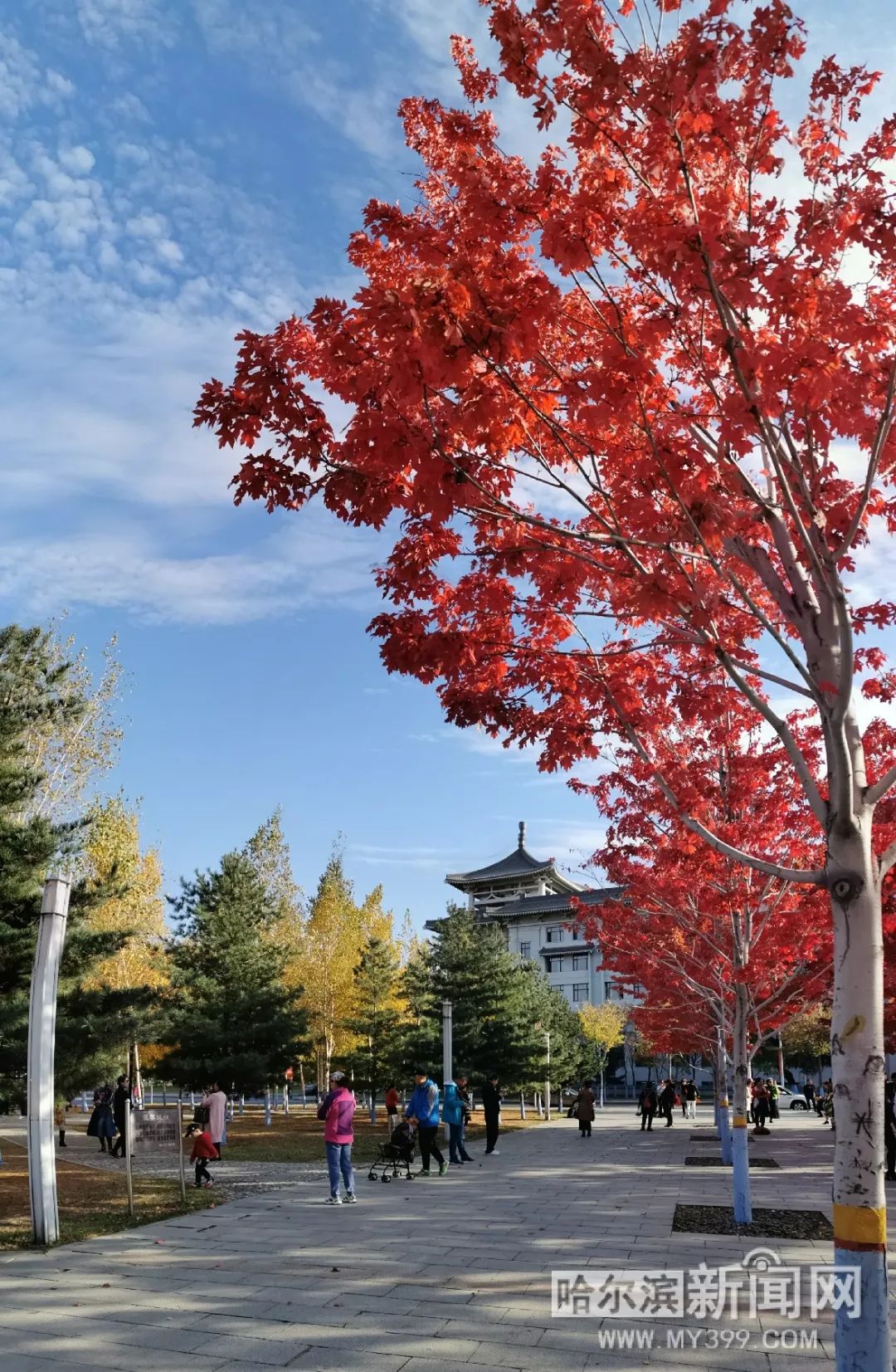 五粮液是什么梗视频海报