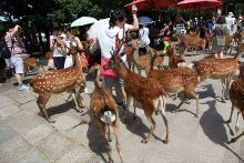 击剑是什么梗污 视频海报